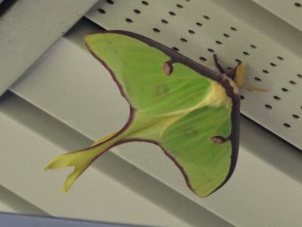 Luna Moth (Actias luna), spring generation