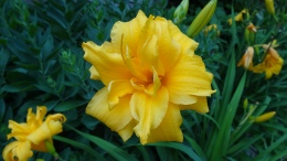 Lily, Lilium, yellow